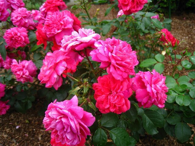 Ароматная роза Alan Titchmarsh фото