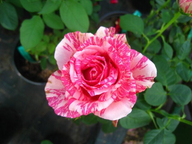 Ароматная роза Claude Monet фото