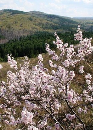 абрикос сибирский цветение