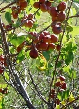 абрикос сибирский плоды