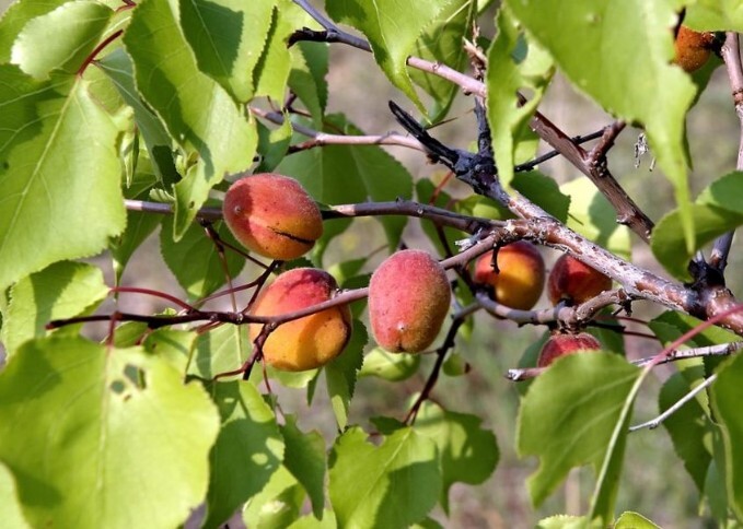 абрикос сибирский растение и плоды