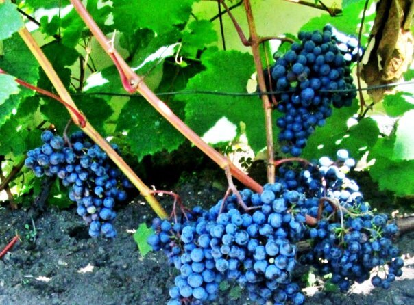 Виноград сорт адель плоды