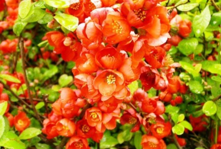 айва японская хеномелес цветение