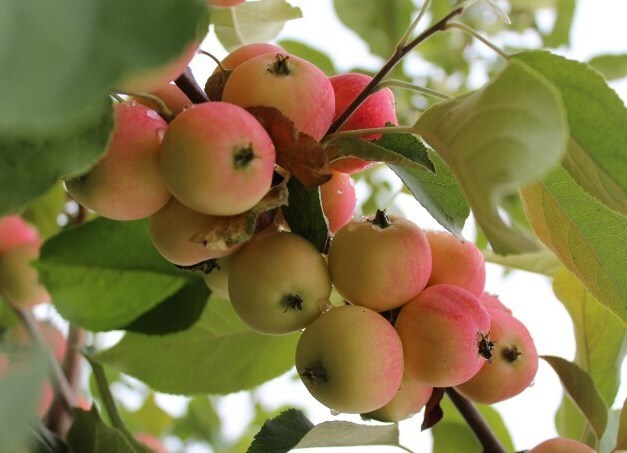 яблоня сорт алёнушка плоды