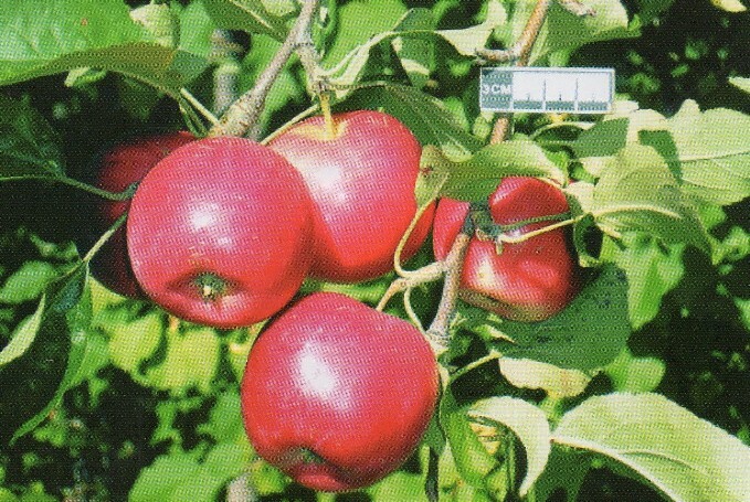 яблоня сорт алтайская красавица плоды