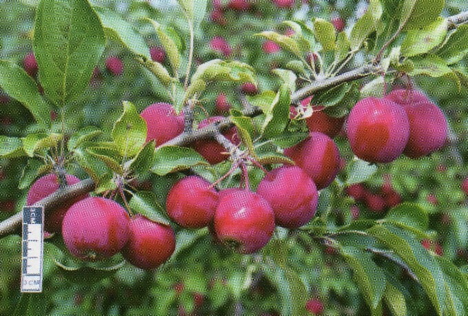 яблоня сорт алтайское багряное плоды