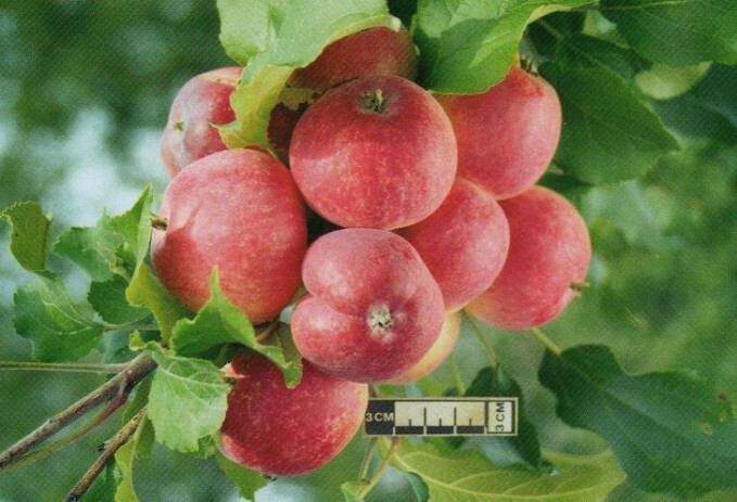 яблоня сорт алтайское крапчатое плоды