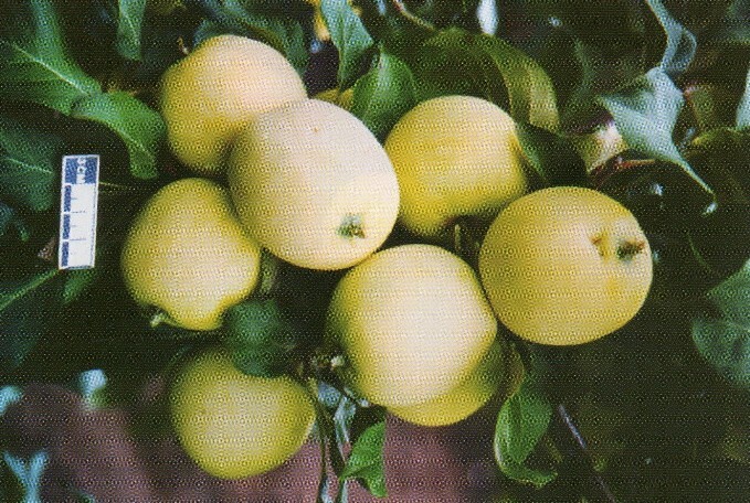 яблоня сорт алтайское янтарное плоды