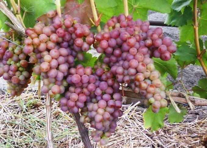 Виноград сорт Амирхан плоды