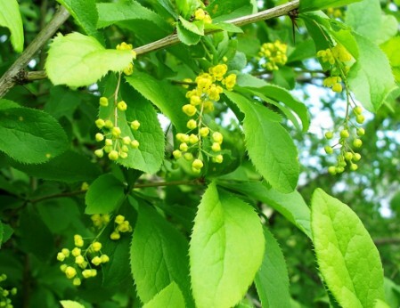 барбарис амурский листья и цветы