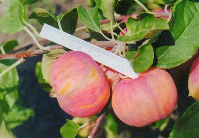 яблоня сорт барнаульское раннее плоды