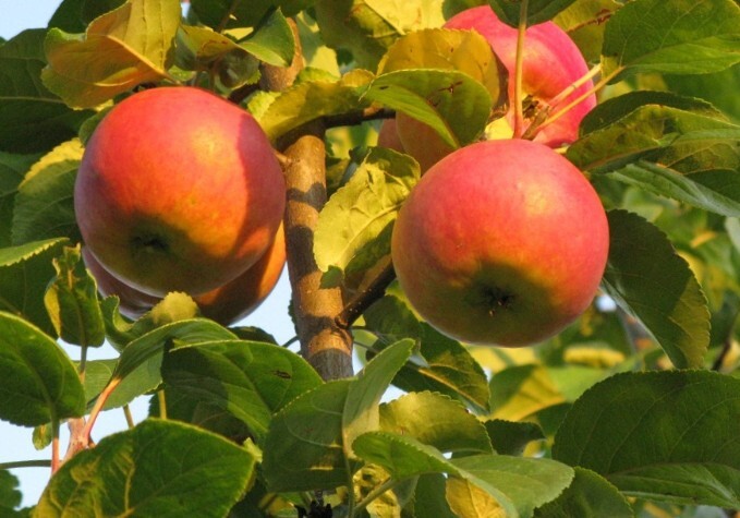 яблоня сорт баяна плоды