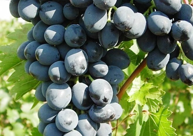 виноград сорт дюймовочка плоды