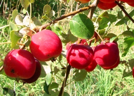 яблоня сорт фонарик плоды