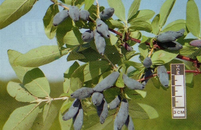 жимолость сорт голубое веретено плоды