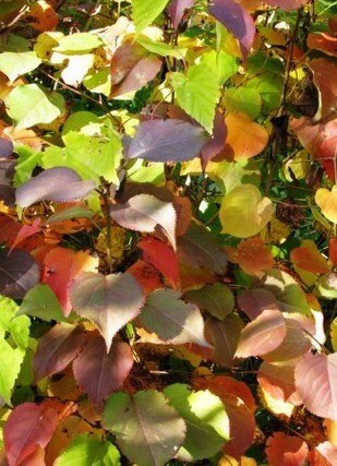 груша уссурийская осенью листья