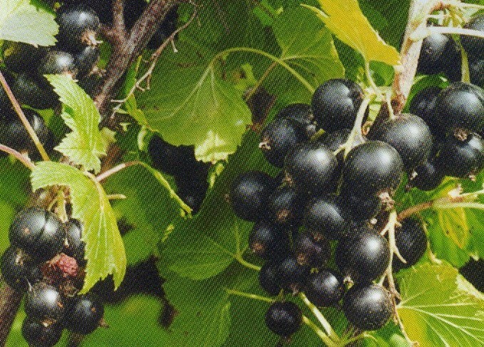 смородина чёрная сорт калиновка ягода