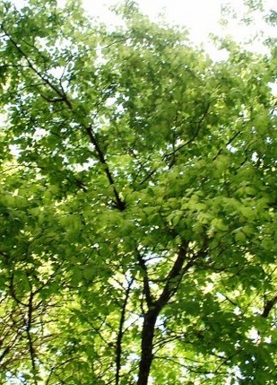 клён ясенелистный дерево