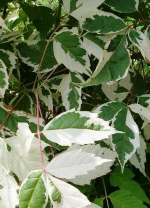 клён ясенелистный декоративная листва