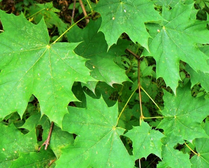клён остролистный растение и листва