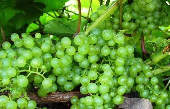 виноград сорт коринка русская плоды