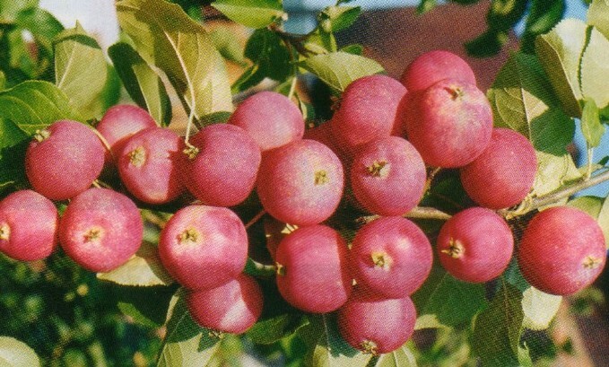 яблоня сорт краса бурятии плоды