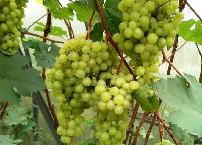 виноград сорт краса севера плоды