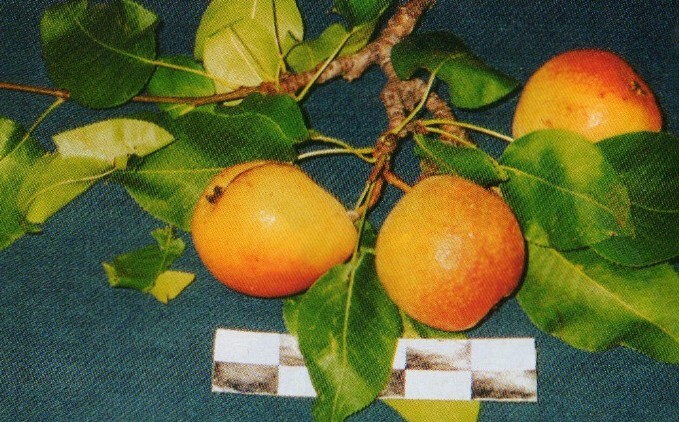 груша сорт малиновка плоды