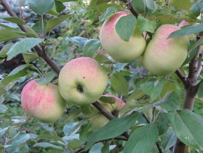 яблоня сорт мельба плоды