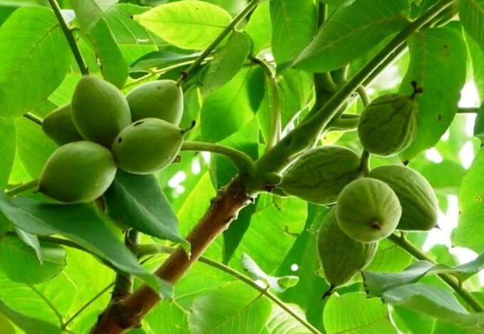 орех маньчжурский растение и плоды