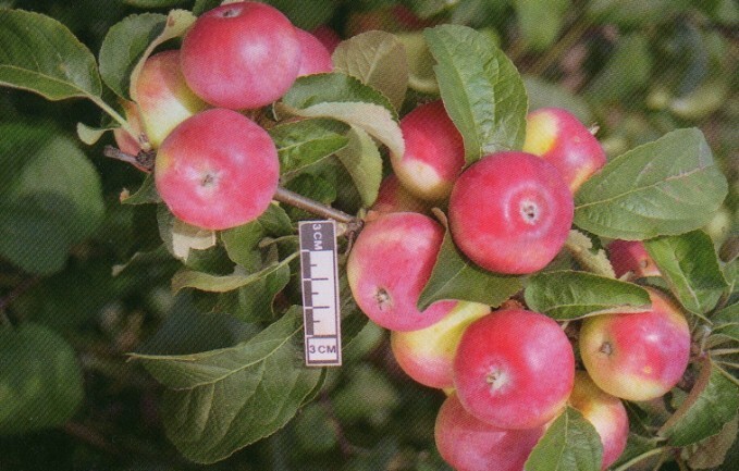 яблоня сорт осенняя радость алтая плоды