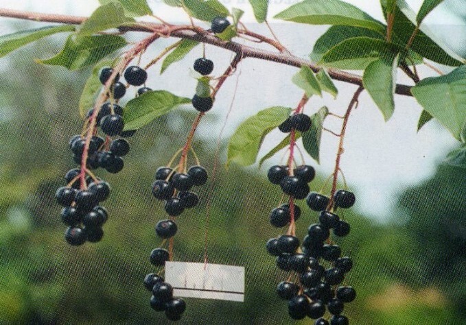 черёмуха сорт сахалинская чёрная плоды