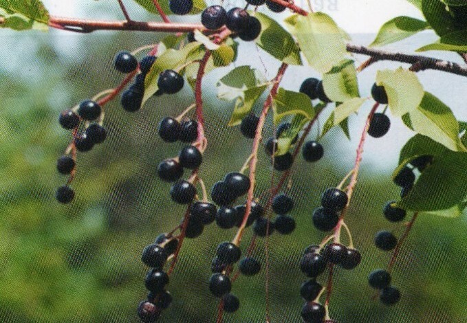 черёмуха сахалинская устойчивая плоды
