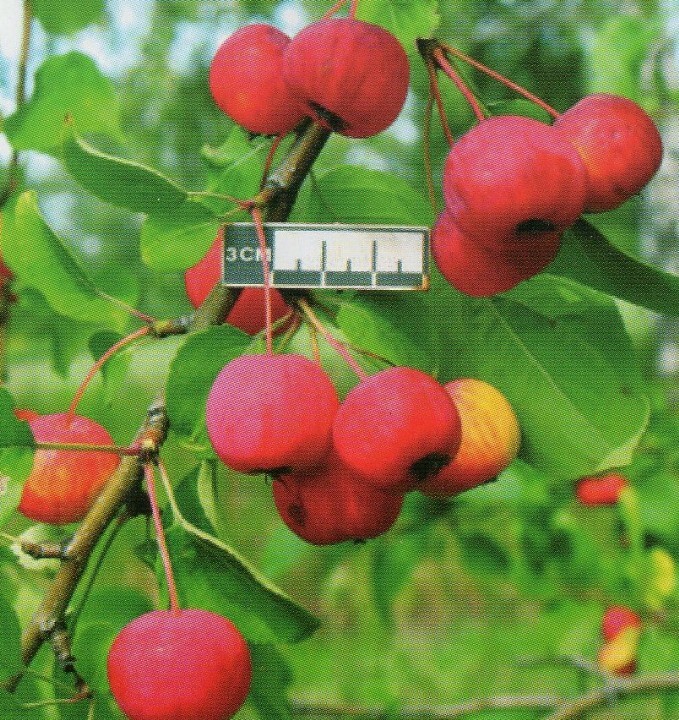 яблоня сорт северянка плоды
