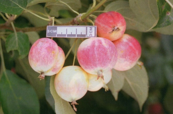 яблоня сорт соловьёвское плоды