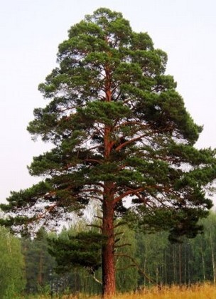 сосна обыкновенная дерево