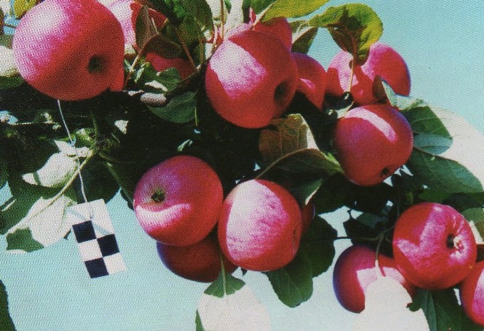 яблоня сорт сурхурай плоды