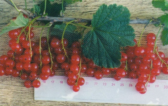 смородина красная сорт валенсия ягода