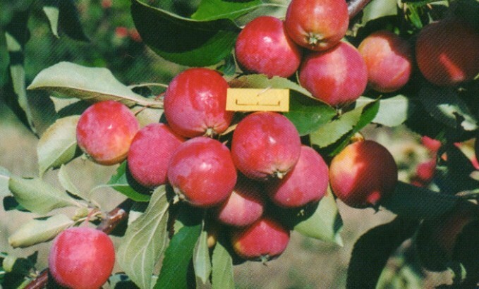 яблоня сорт веселовка плоды