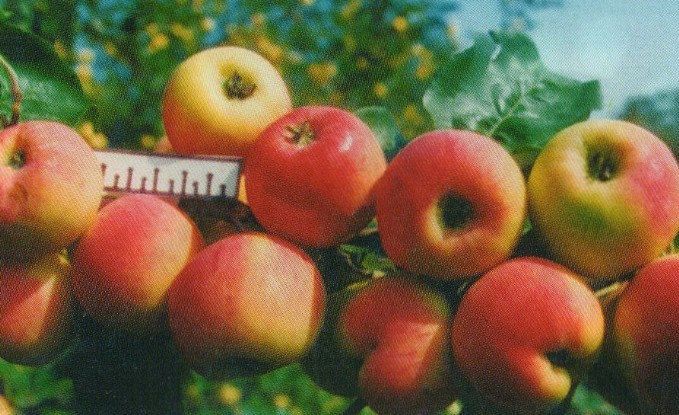 яблоня сорт юбилейное шевченко плоды