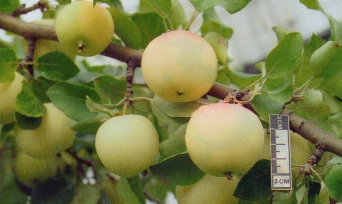 яблоня сорт юнга плоды