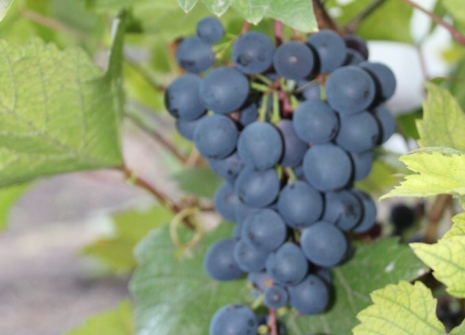 Виноград загадка шарова плоды