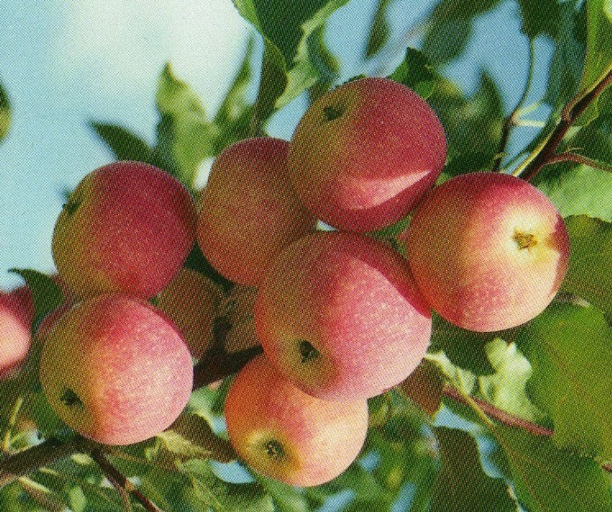 яблоня сорт зарево плоды