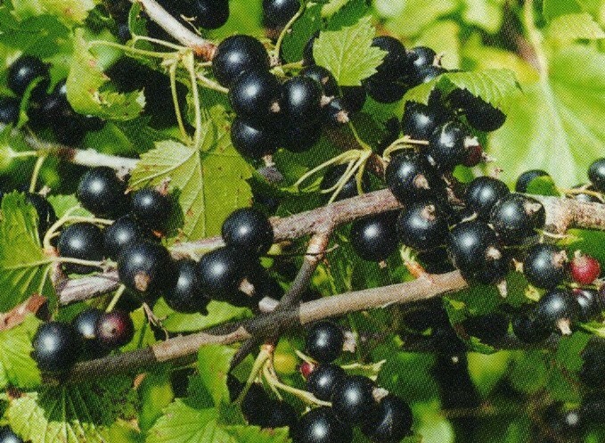 смородина чёрная сорт зональная ягода