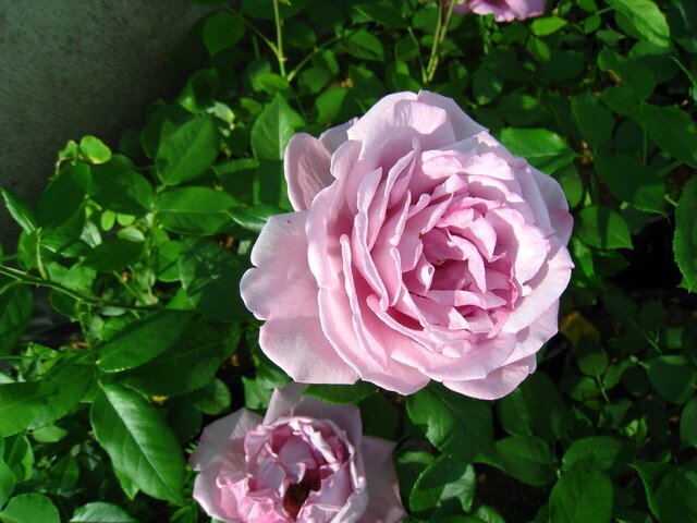 Ароматная роза Altera Rosa фото