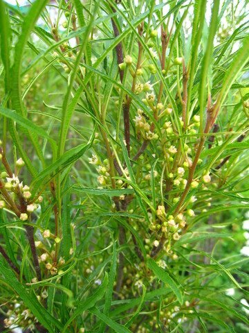 Крушина ломкая Asplenifolia фото
