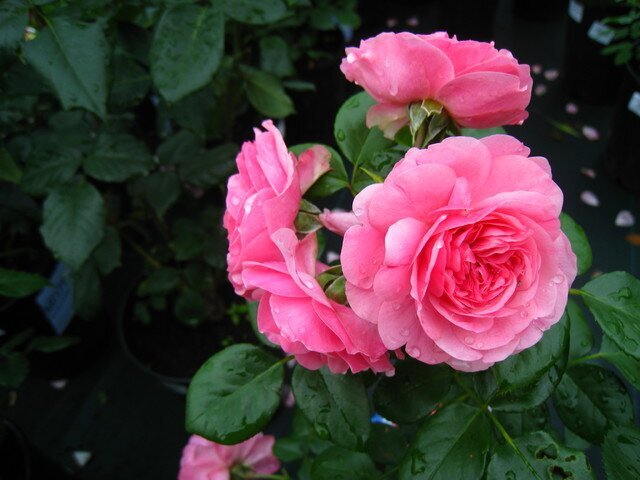 Роза Charles Rennie Mackintosh фото цветы