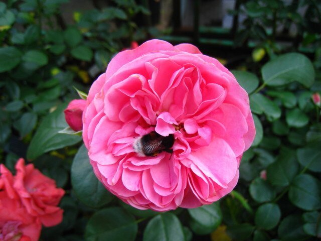 Ароматная роза Cottage Rose фото
