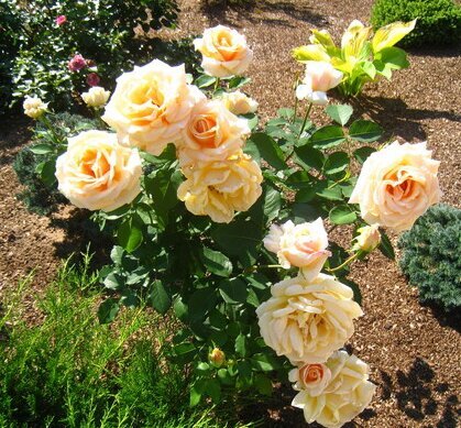 Роза Crocus Rose фото цветы