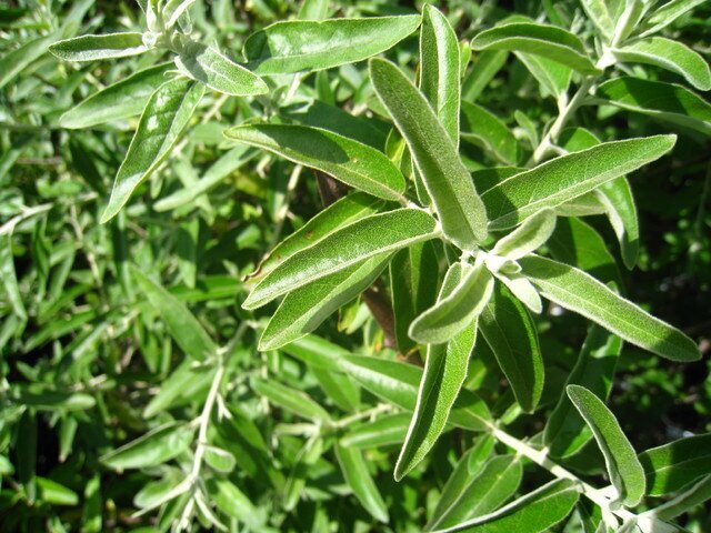 лох узколистный E.angustifolia фото